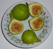 Atreano Fig, Atreano Gold Fig, Mediterranean Gold Fig, Ficus carica 'Atreano'